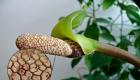 Размножения Замиокулькаса в домашних условиях: как рассадить растение листом, веткой, клубнем