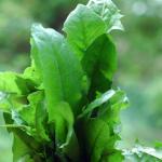 Разновидности зеленых салатов