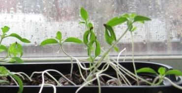 Как правильно посадить огурцы на рассаду: выращивание в домашних условиях