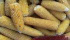 Агротехника и технология выращивания лопающейся кукурузы (попкорна)