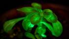 Светящиеся растения почти не миф Растения которые светятся